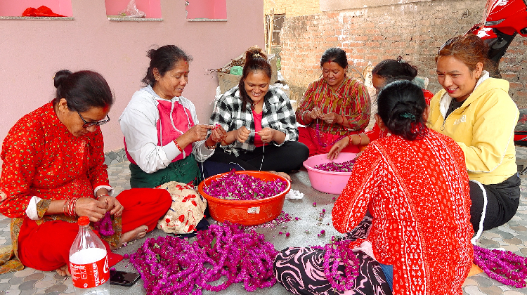 गुन्डुबासी मखमली टिप्न र माला उन्न व्यस्त, मूल्यमा बिचौलियाको रजगज