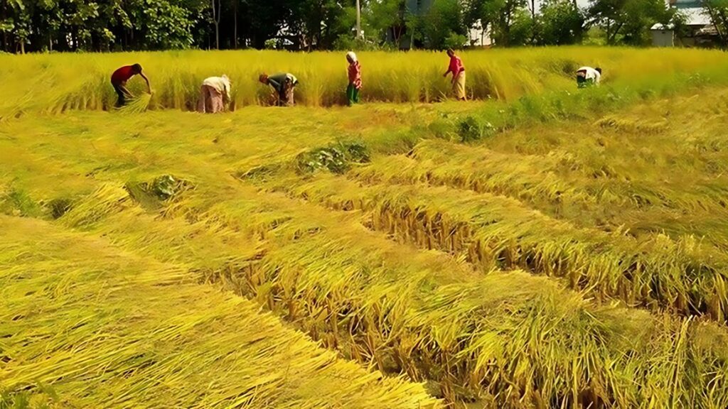 तिहार सकिएसँगै मकवानपुरका किसानलाई धान भित्र्याउन चटारो