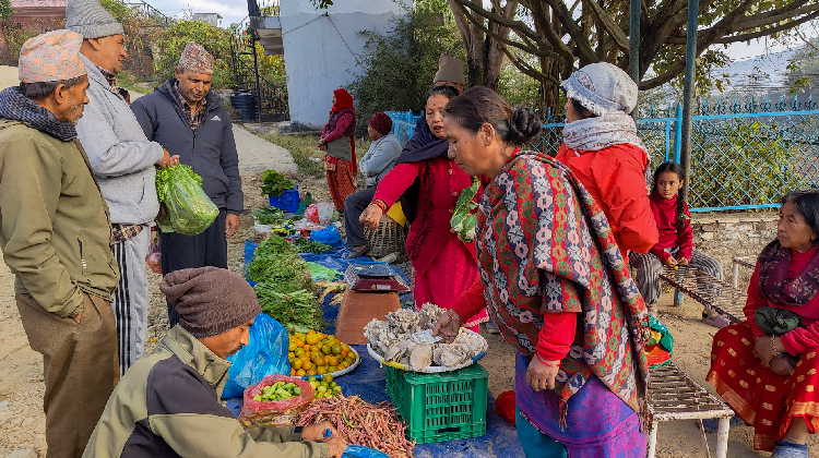 सिर्जनशील बिउ उत्पादक कृषक समूहले बडिखेलमा लगायो हरेक शनिबार हाटबजार