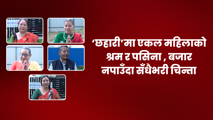 ‘छहारी’मा एकल महिलाको श्रम र पसिना : बजार नपाउँदा सधैँभरि चिन्ता