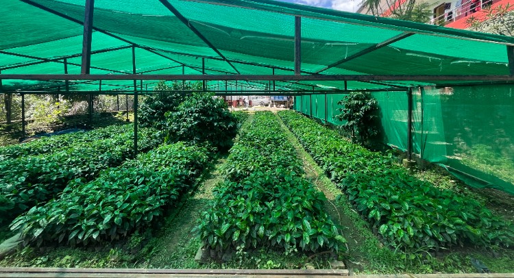 गुल्मीमा कफीको बिरुवाको माग बढ्दो