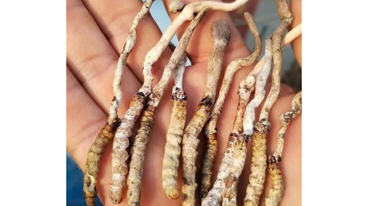 पाल्पाको रिमिघा लेकमा यार्सागुम्बा फेला
