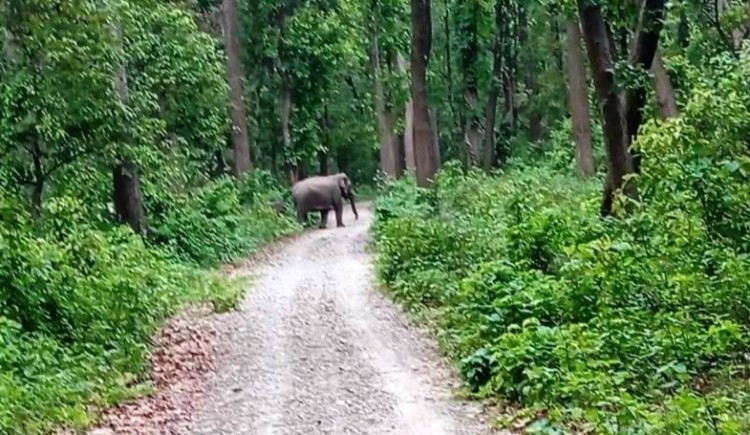 चुरेमा हात्तीको बथान, बस्तीमा त्रास