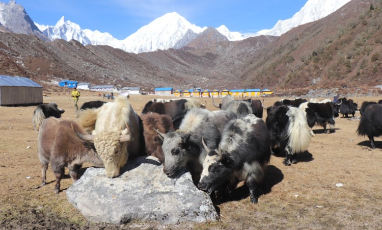 वन्यजन्तुको आक्रमणबाट मनाङमा ८७ पशुधन क्षति