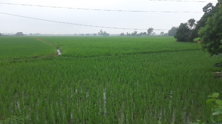 सुक्खाग्रस्त सङ्कट झेलेका पर्साका कृषकलाई मलखादको पिरलो